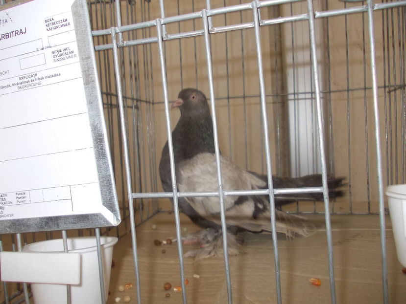 kepek kiallitas 017 - Expozitie Bistrita 2016