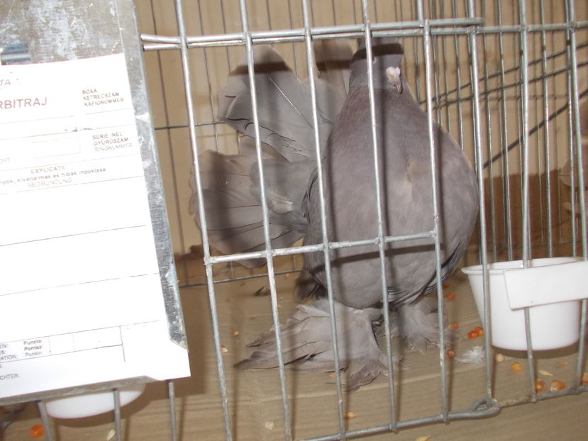 kepek kiallitas 019 - Expozitie Bistrita 2016