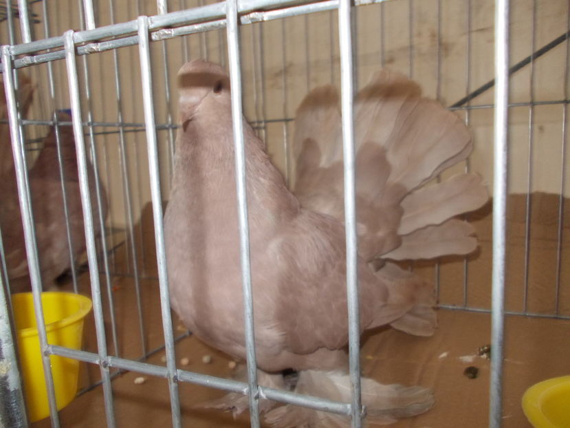 kepek kiallitas 022 - Expozitie Bistrita 2016