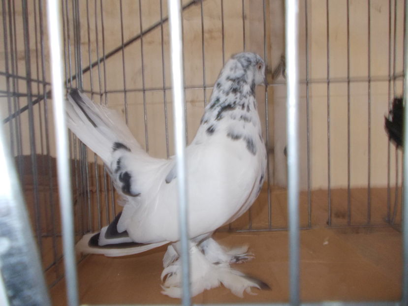 kepek kiallitas 023 - Expozitie Bistrita 2016