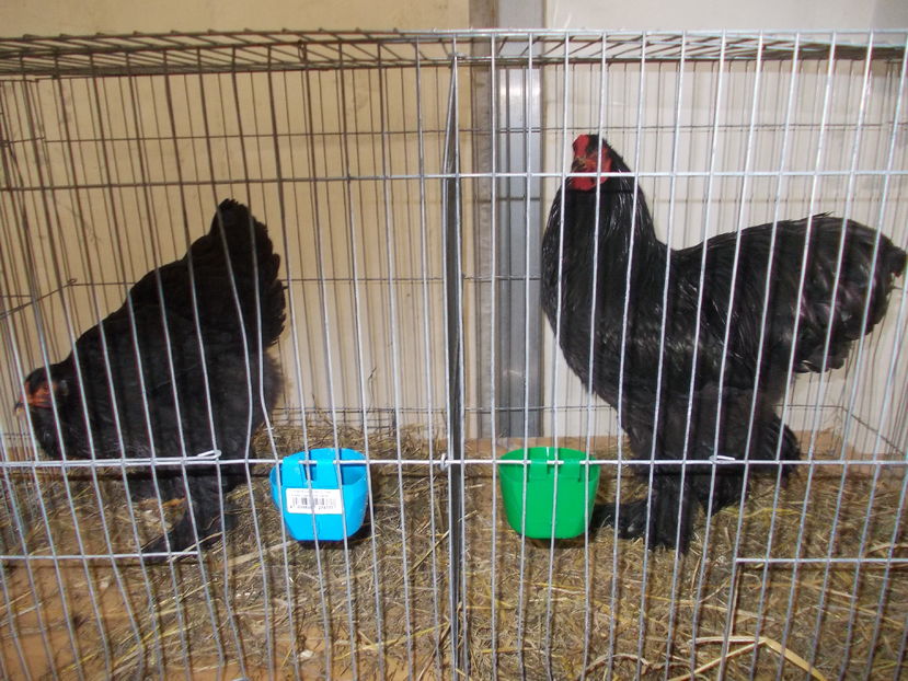 kepek kiallitas 025 - Expozitie Bistrita 2016