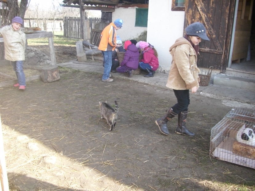  - Copii in vizita la iepurasi