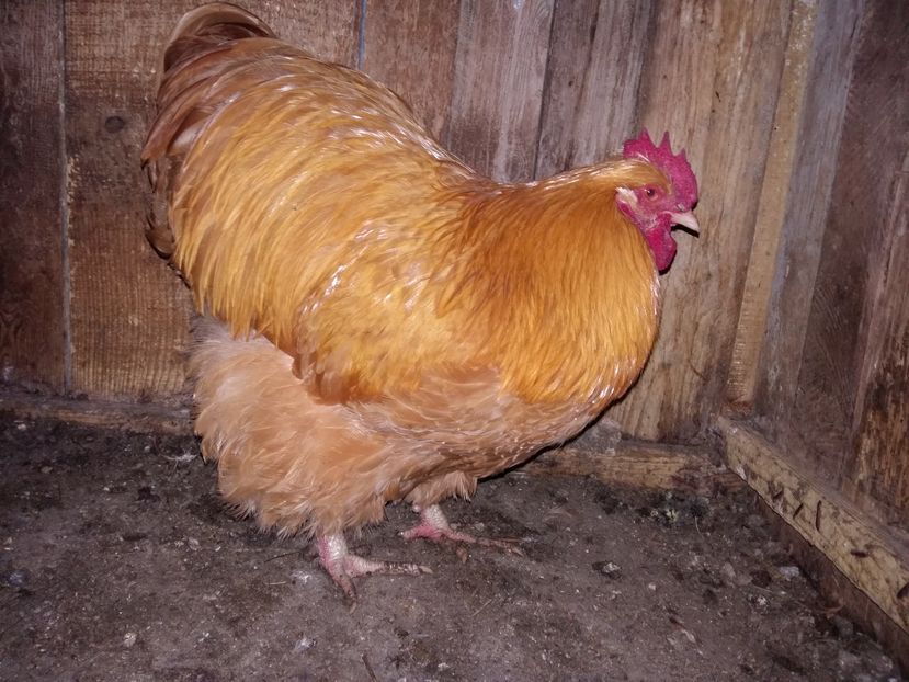 calitate  se datorează