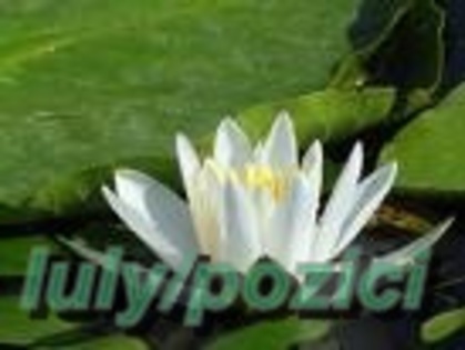 Iulypozici - 000 Persoana mea