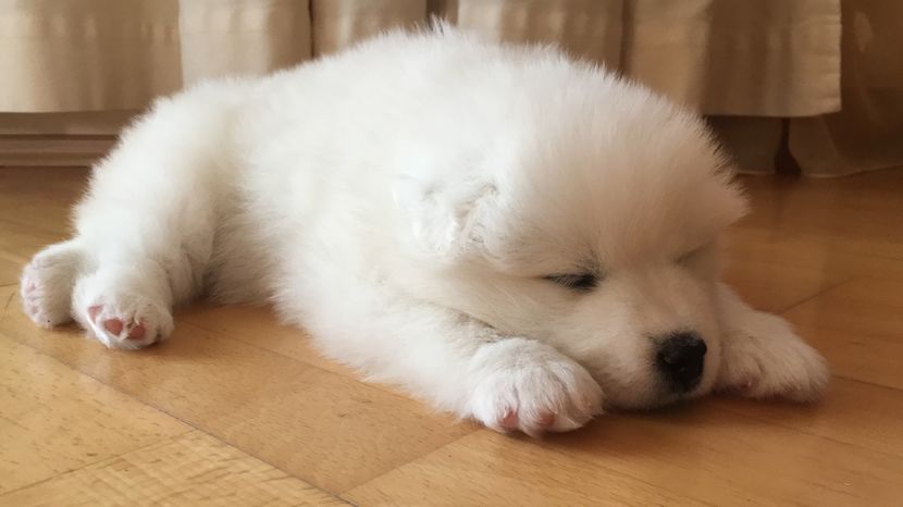 Samoyed