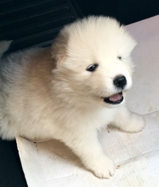 Samoyed