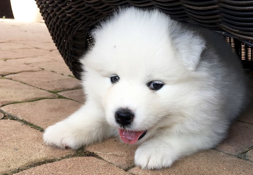 Samoyed - Samoyed