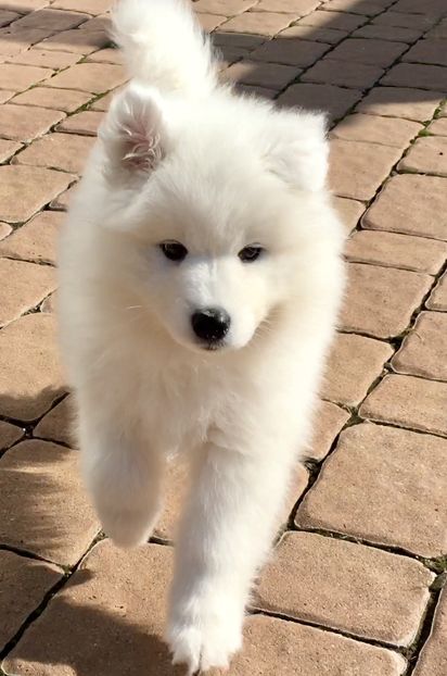 Samoyed - Samoyed