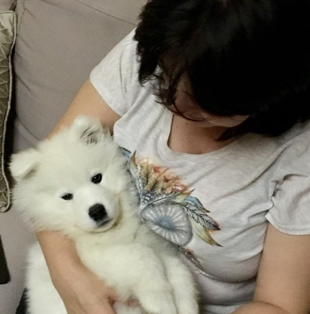 Samoyed