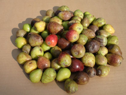 sorbus-domestica-Sossenheimer-Rriesen - Scorus cu fructe piriforme