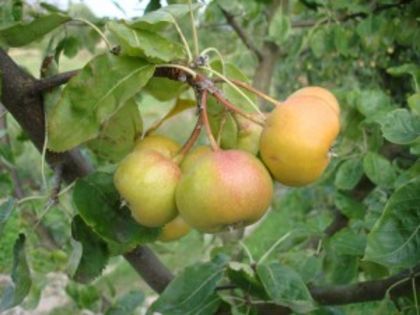 53ff50ff-8554-443e-9213-4b055e98c08e - Sorbopyrus auricularis