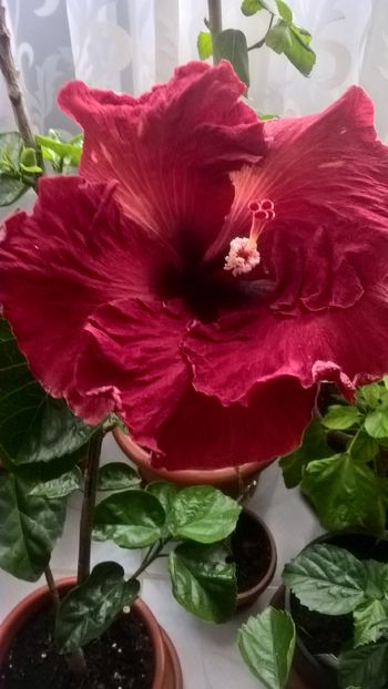  - Hibiscus Maroon Stars