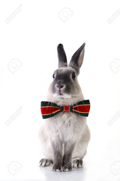 12692332-Rabbit-Christmas-dress-Stock-Photo-bunny