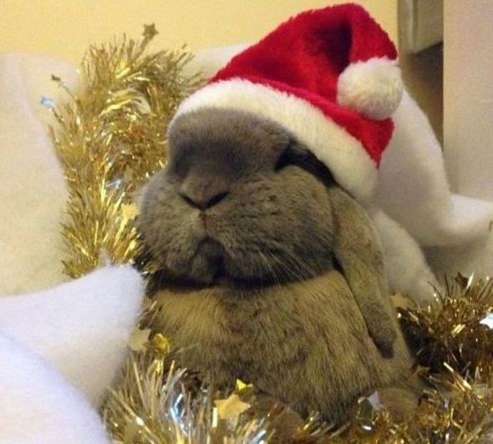 bunny-christmas