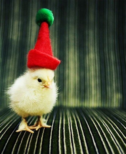 chick-christmas