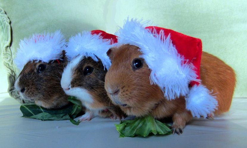 guinea_pigs_in_christmas_hats_by_alwaysislifetime-d5ntyga - INVITATIE CUPA CRISANA 2016