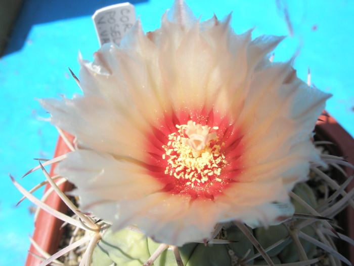 Coryphantha poselgeriana - floare