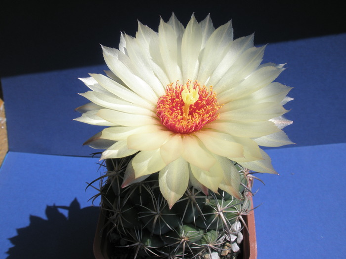 Copyphantha unicornis - 08.08 ( plant from 2006 )
