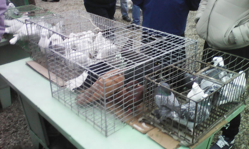  - Piata de pasari din Braila