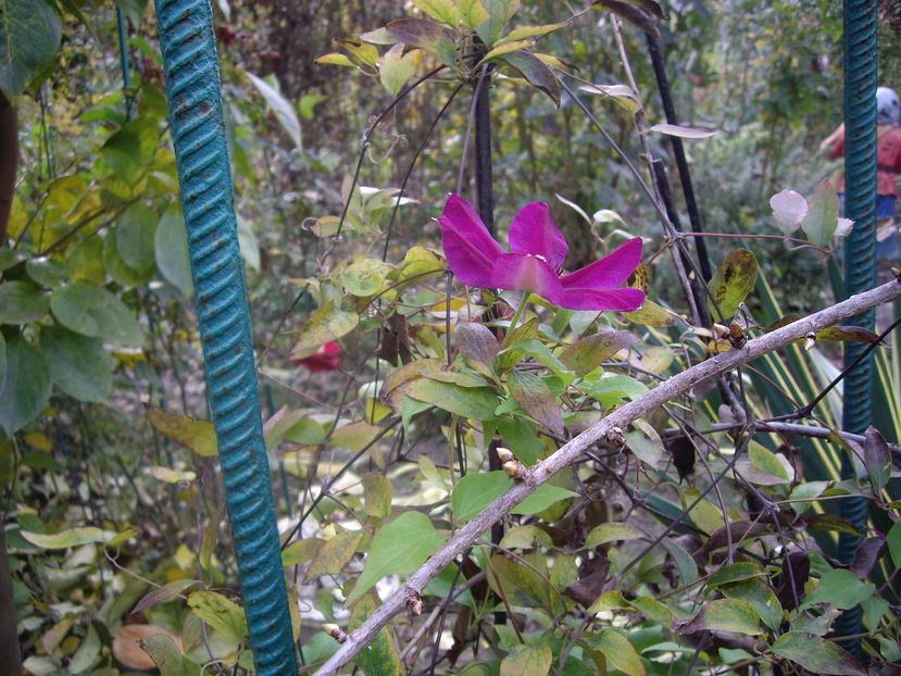 IMGP0097