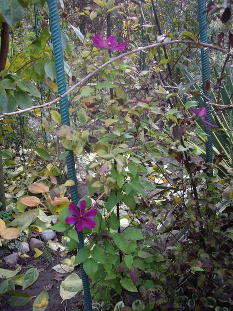 IMGP0098