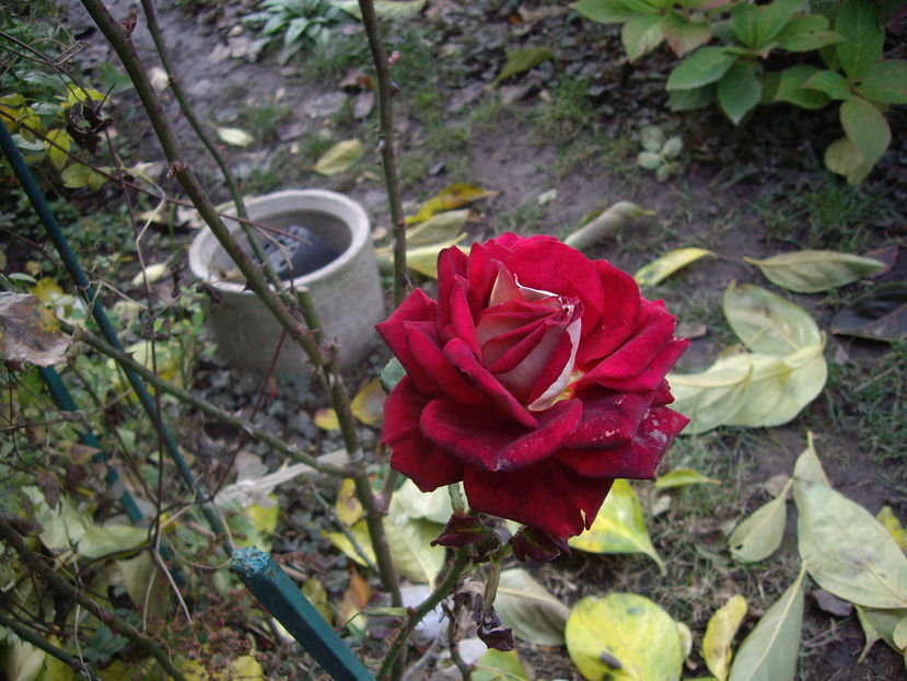IMGP0099