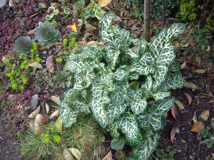 IMGP0101