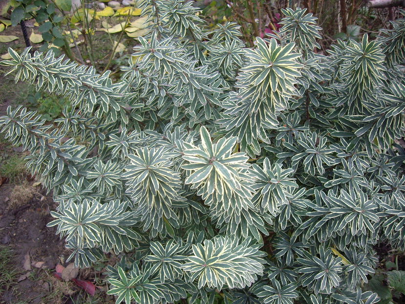 IMGP0103