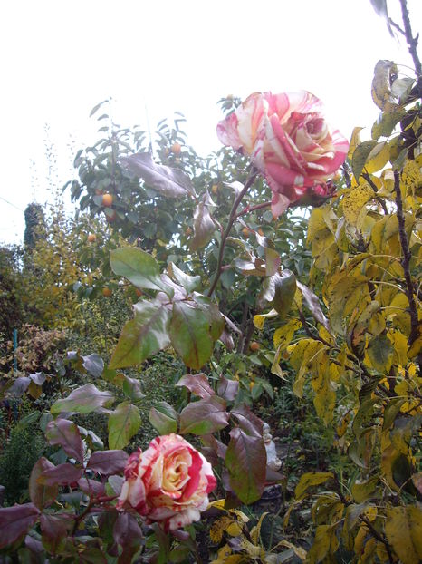 IMGP0104