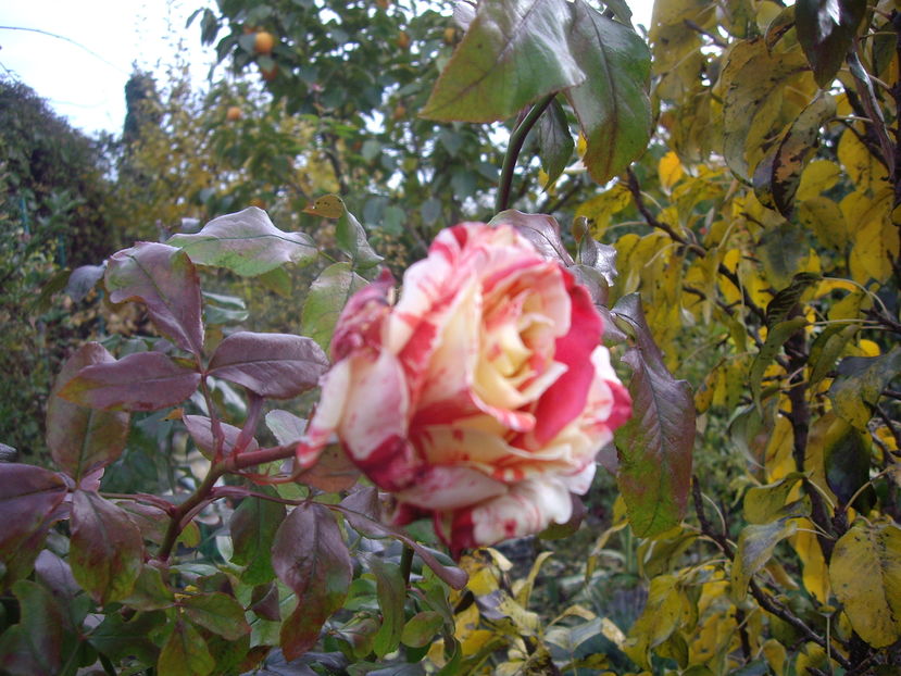 IMGP0105
