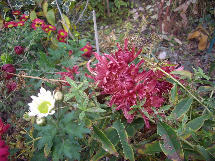 IMGP0109