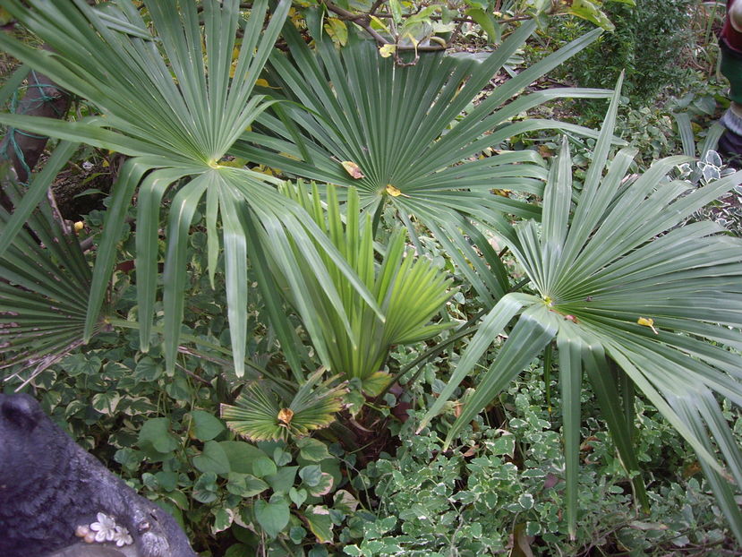 Trachycarpus  fortunei