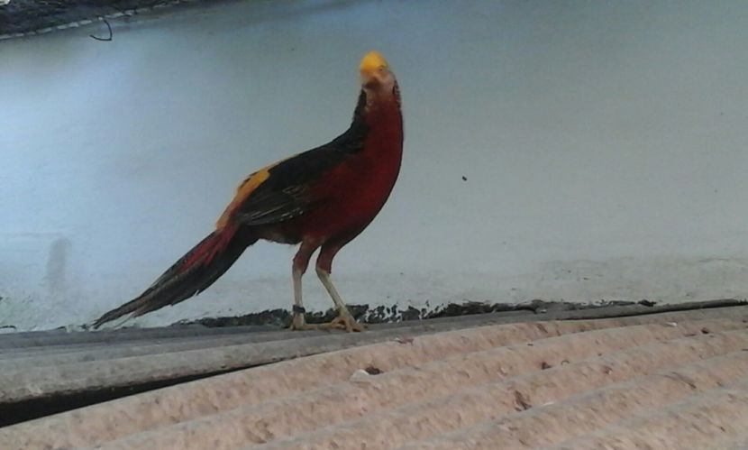 IMG-20160909-WA0010 - Copy