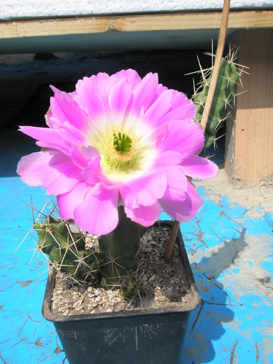 Echinocereus pentalophus - 18.05 - for Mr LUIS HERRERA