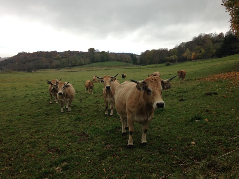 Aubrac vacutele frumoase