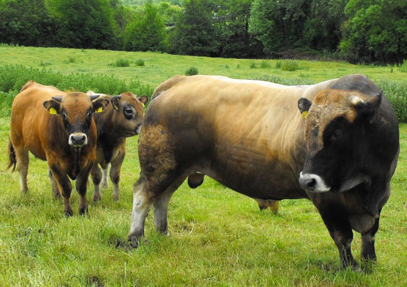 Taurii din rasa Aubrac-544