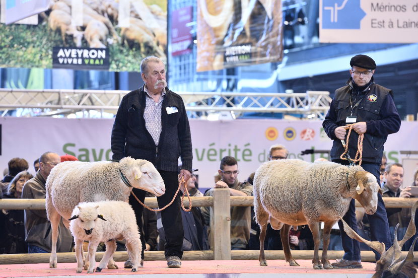 La Expozitia de oite