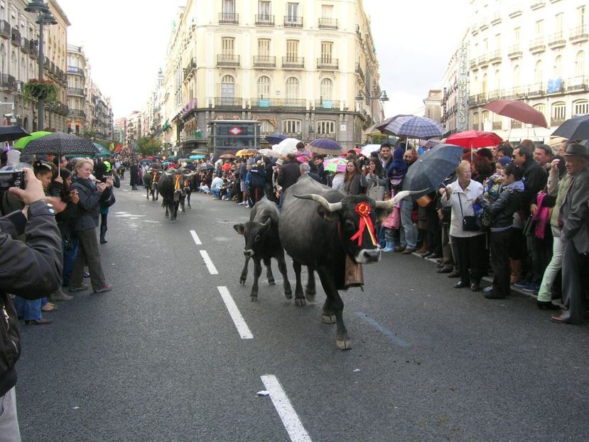 Transhumanta cu vacile prin Madrid-7gr