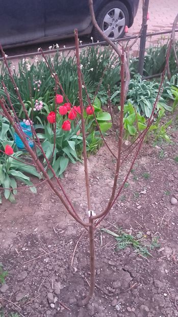 piersic suncrest; de la sweet garden plantat primavara 2016
