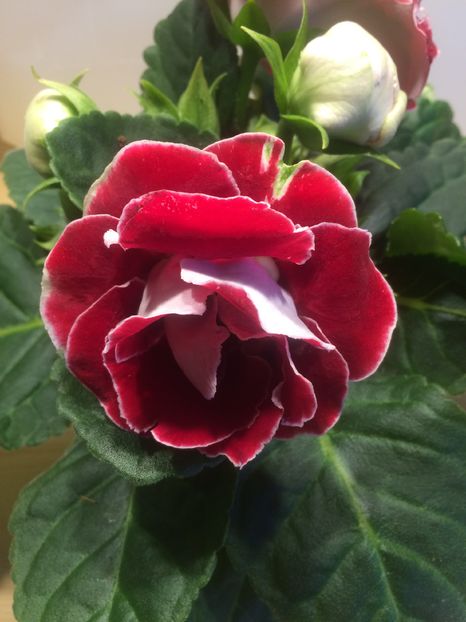 2016 - Gloxinia hibrid