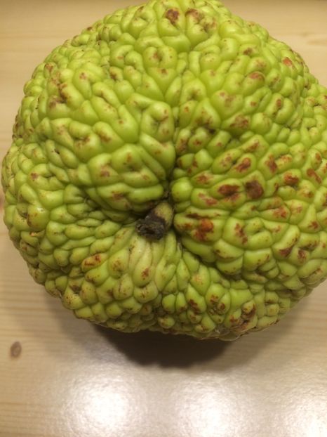 Maclura pomifera