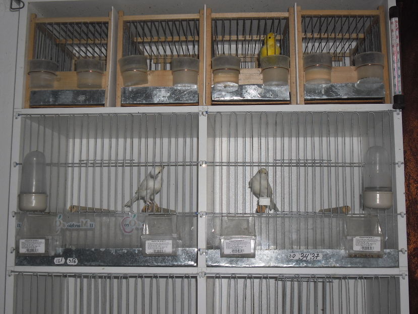 SAM_2520 - 1 VASILE BOBOC CANARI MALINOIS WATERSLAGER