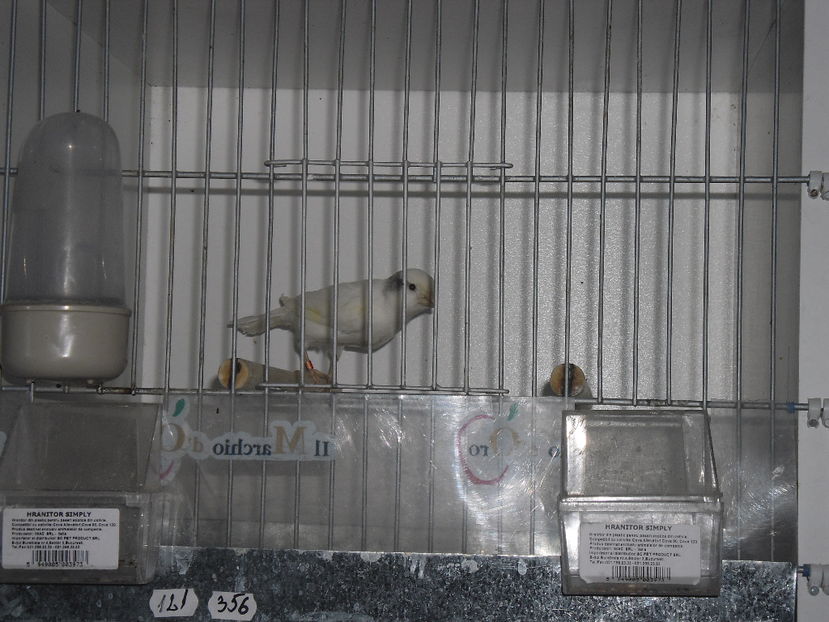 SAM_2527 - 1 VASILE BOBOC CANARI MALINOIS WATERSLAGER