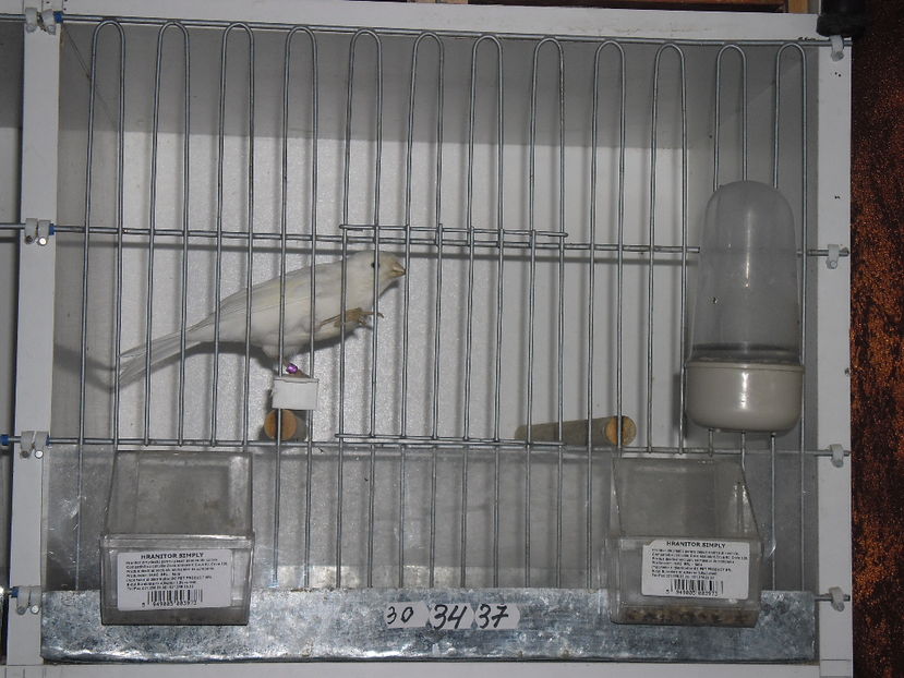 SAM_2530 - 1 VASILE BOBOC CANARI MALINOIS WATERSLAGER