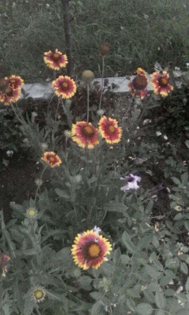 - flori din gradina
