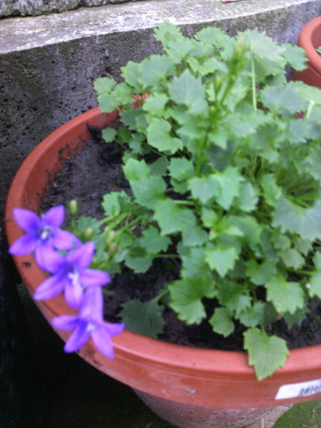campanula
