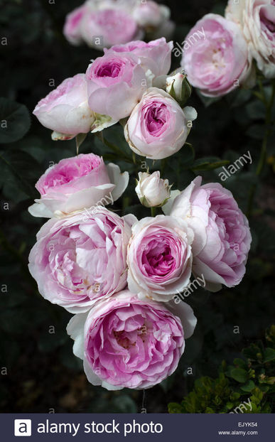 rosa-vesalius-