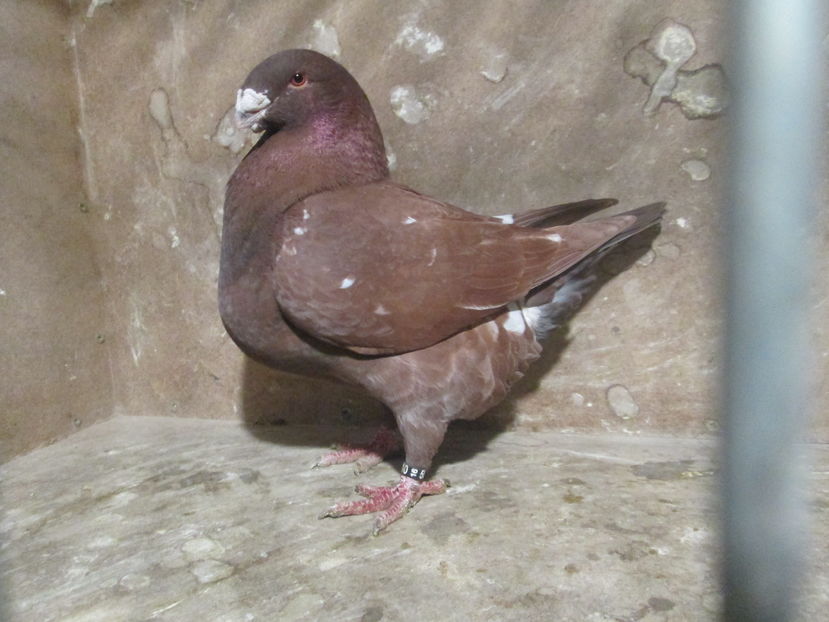 M 2016 - PORUMBEI VANDUTI