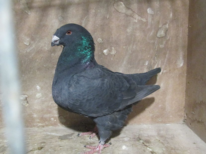 M 2016 - PORUMBEI VANDUTI