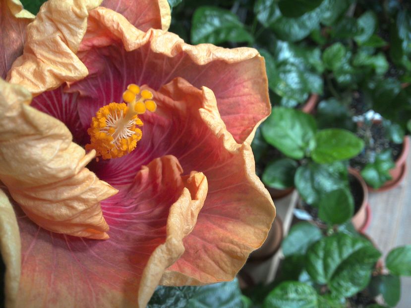 Prima inflorire , bucurie mare :)